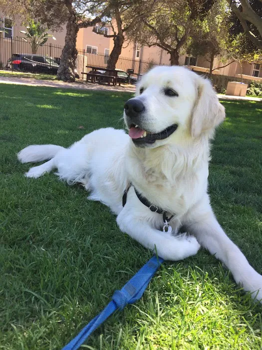 Qualified Pet Dental Picture 4