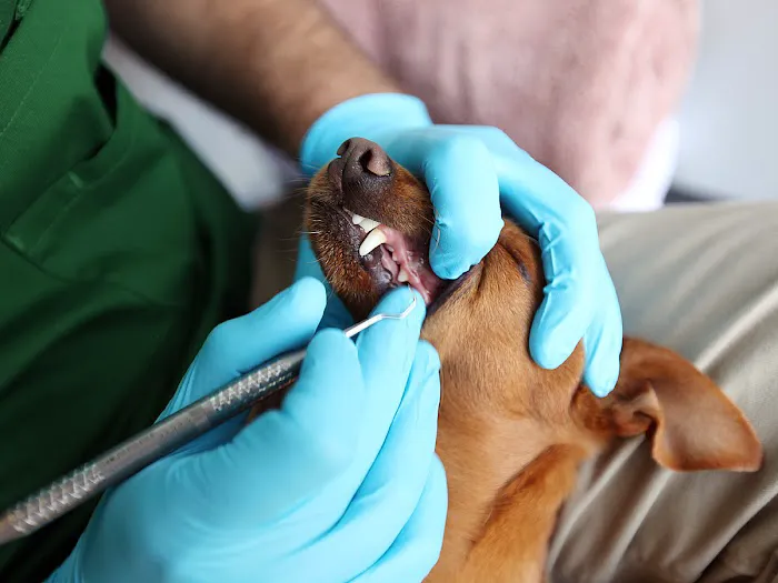 Qualified Pet Dental Picture 1