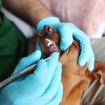Qualified Pet Dental
