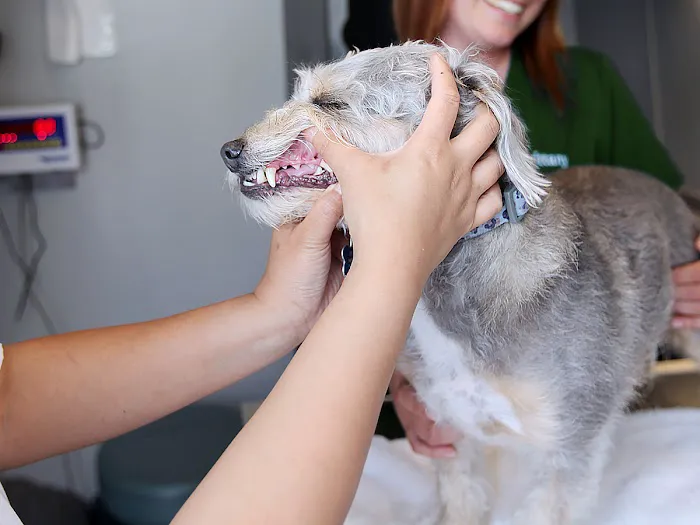 Qualified Pet Dental Picture 7