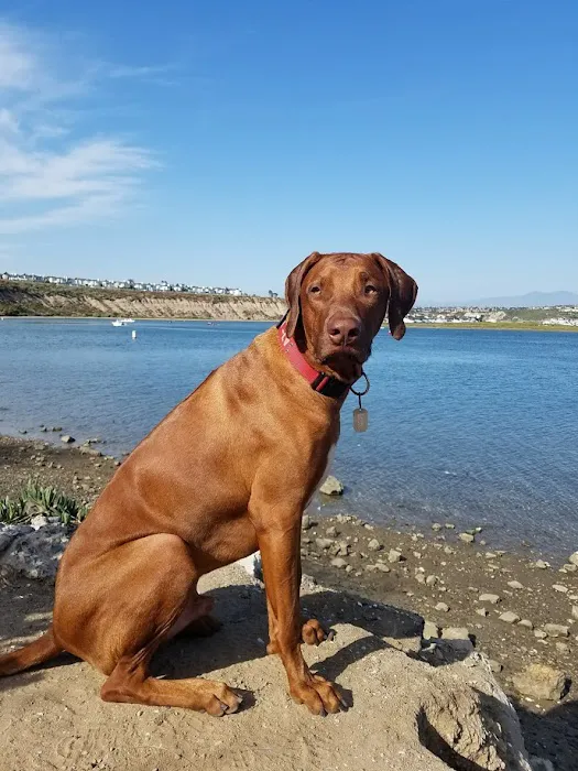 Beach City Animal Hospital Picture 2