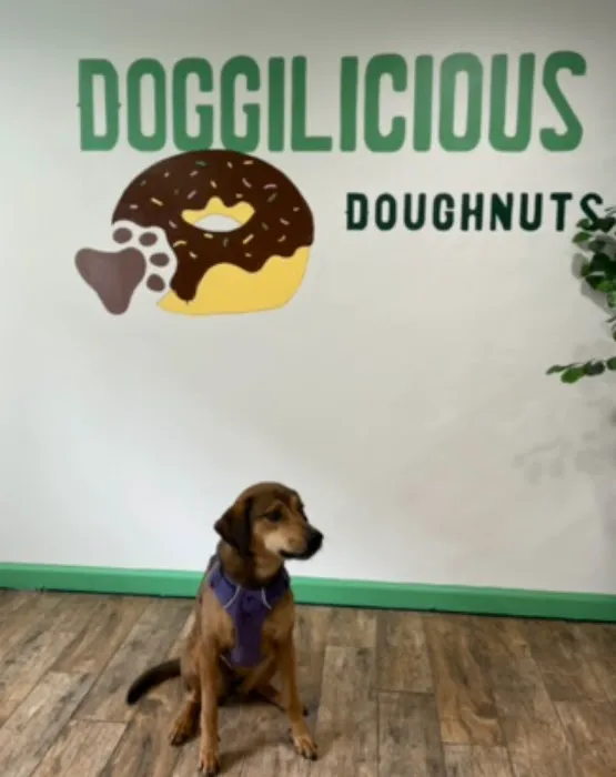Doggilicious Doughnuts K9 Bakery Picture 2