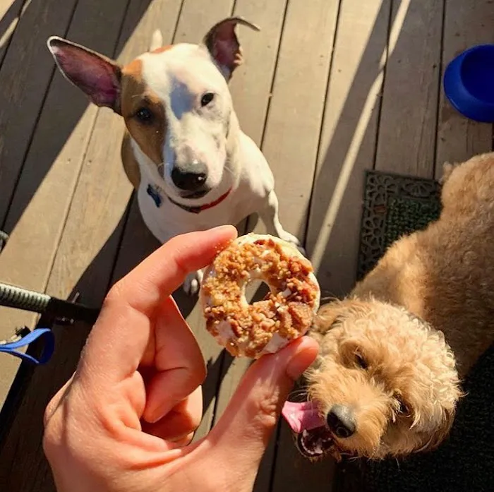 Doggilicious Doughnuts K9 Bakery Picture 7