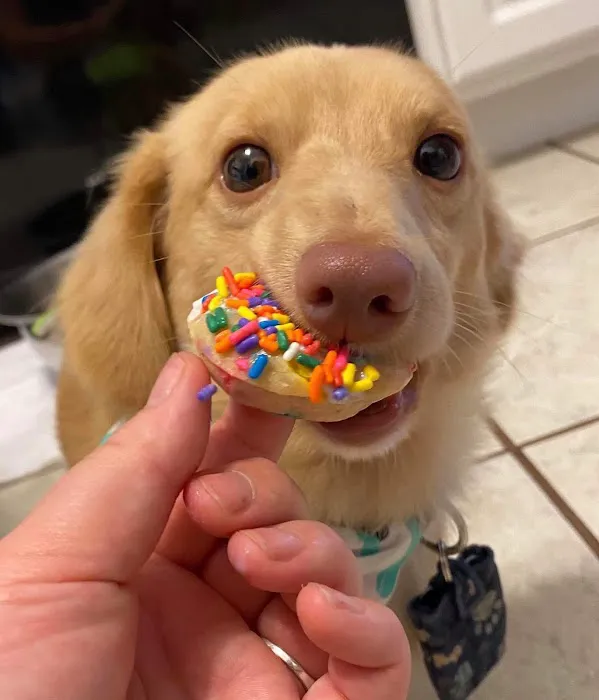 Doggilicious Doughnuts K9 Bakery Picture 8