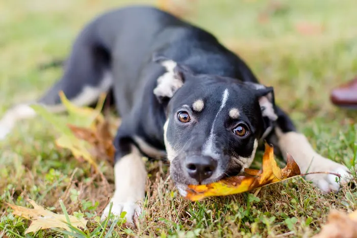 KCC Naturals Farm Fetched® Picture 1