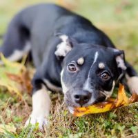 KCC Naturals Farm Fetched® ico