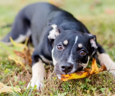 KCC Naturals Farm Fetched®