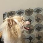 Warner West Pet Clinic