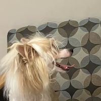 Warner West Pet Clinic ico