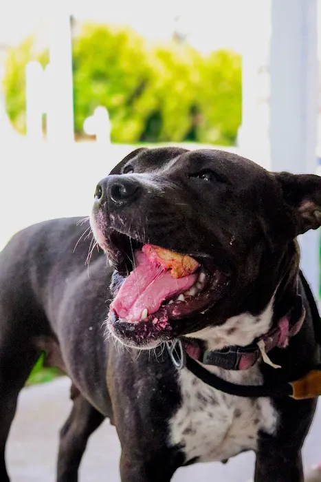 Kara’s K9 Waffle Treats Picture 4