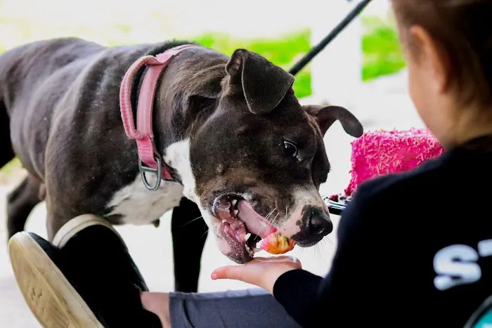 Kara’s K9 Waffle Treats Picture 7