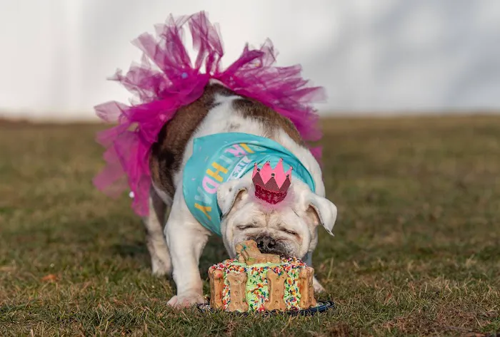 Kara’s K9 Waffle Treats Picture 2