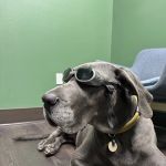 Sunstone Animal Hospital