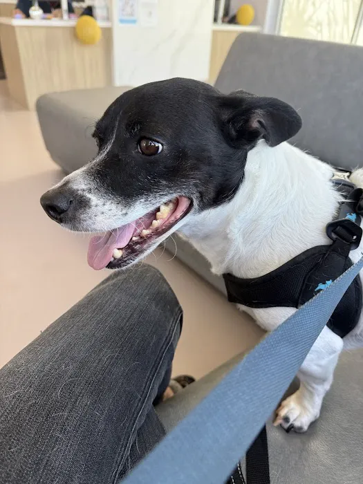 LOVE Animal Hospital and Urgent Care Picture 1