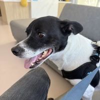 LOVE Animal Hospital and Urgent Care ico
