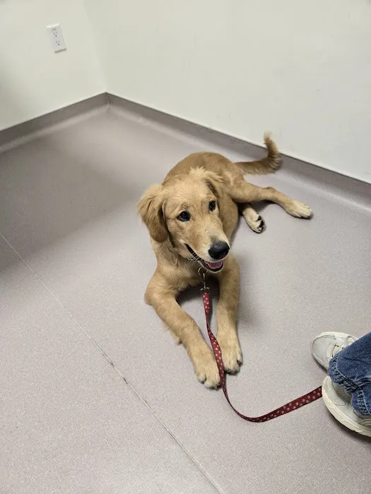 LOVE Animal Hospital and Urgent Care Picture 5