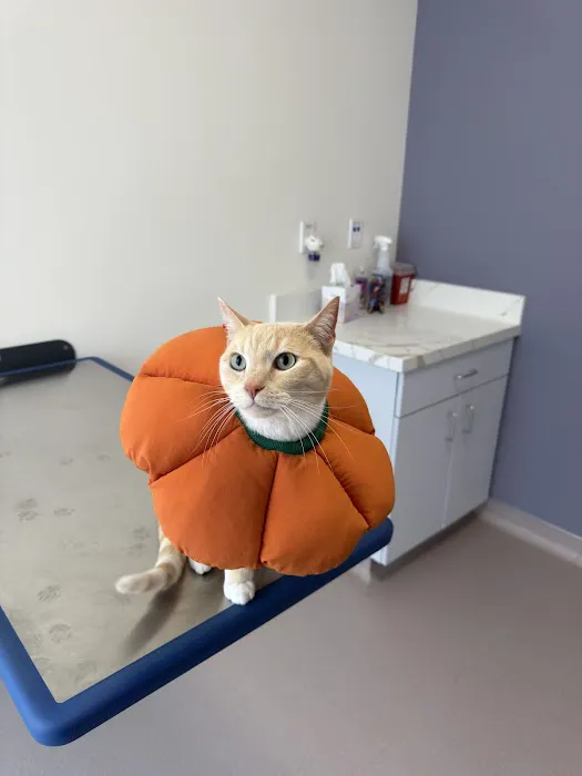 LOVE Animal Hospital and Urgent Care Picture 3