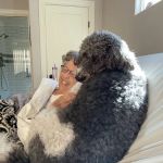 Surf City Pet Hospital