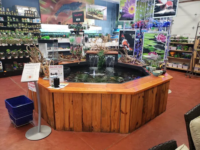 Fintopia - Aquatics Super Store (Super Cichlids) Picture 6