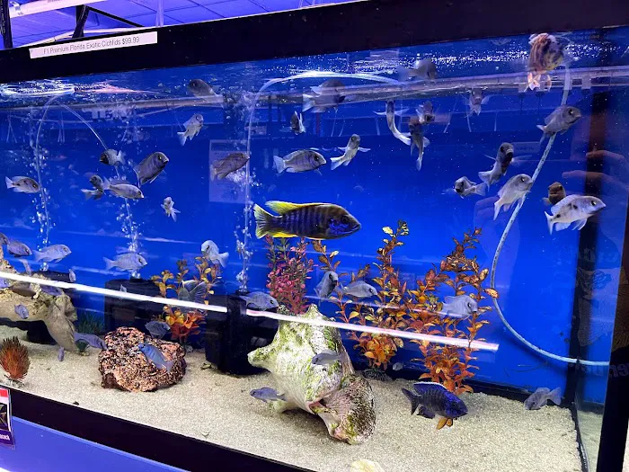 Fintopia - Aquatics Super Store (Super Cichlids) Picture 8