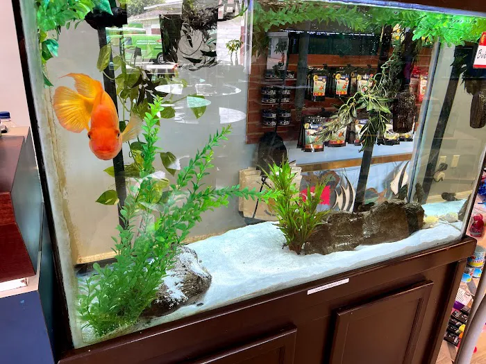 Fintopia - Aquatics Super Store (Super Cichlids) Picture 3