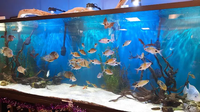 Fintopia - Aquatics Super Store (Super Cichlids) Picture 4