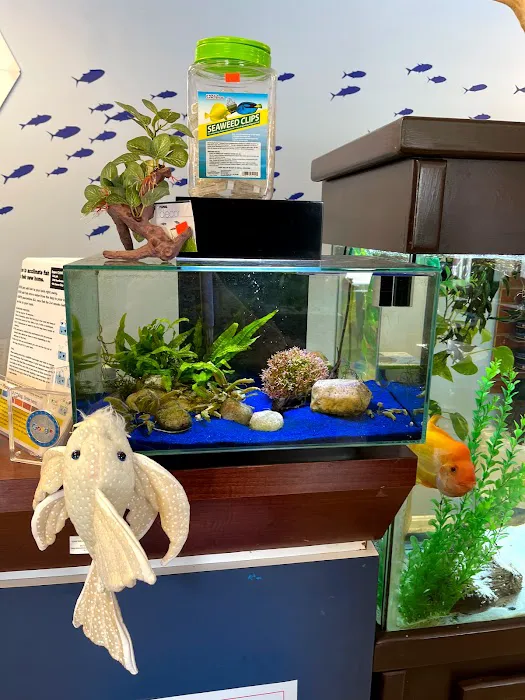 Fintopia - Aquatics Super Store (Super Cichlids) Picture 10