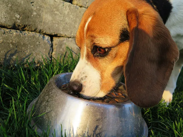 Tustin Legacy Animal Hospital Picture 1