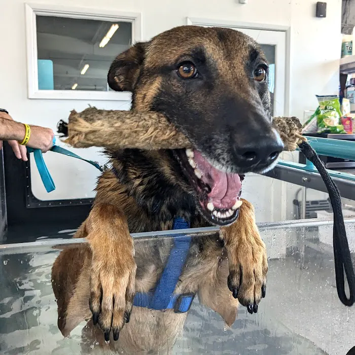 Canine Rehabilitation Of Orange County Picture 2