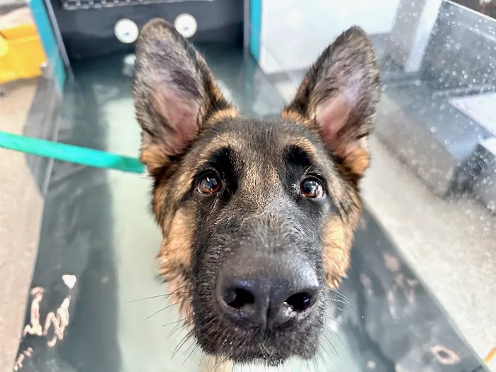 Canine Rehabilitation Of Orange County Picture 7