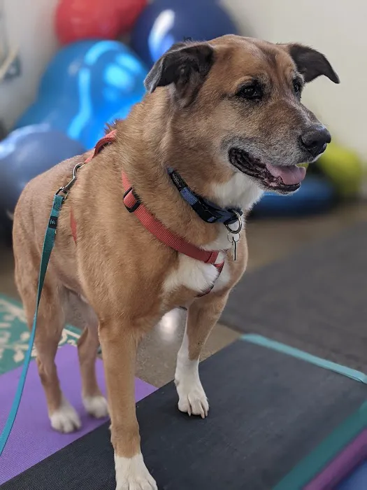 Canine Rehabilitation Of Orange County Picture 6
