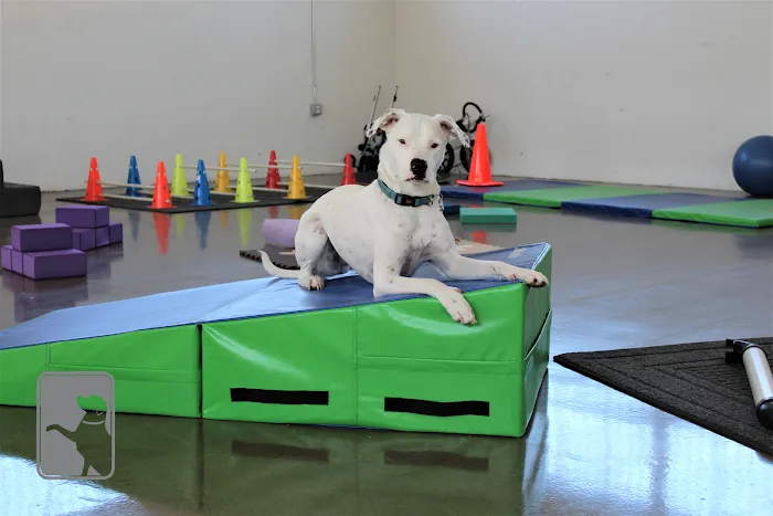 Canine Rehabilitation Of Orange County Picture 9
