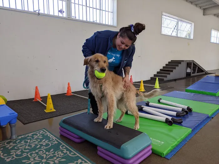 Canine Rehabilitation Of Orange County Picture 8