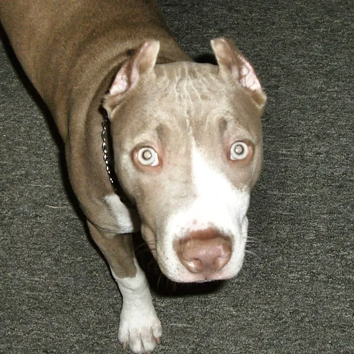 Alton Main Animal Hospital Picture 4