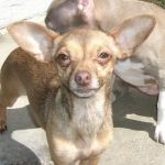 Alton Main Animal Hospital