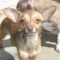 Alton Main Animal Hospital ico