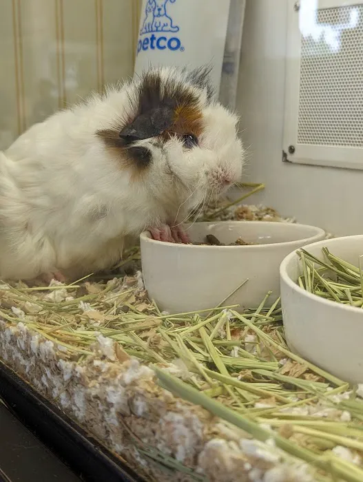 Petco Picture 9