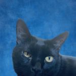 Sora Animal Hospital