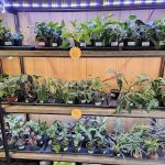 Jay's Exotic Reptiles & Plants