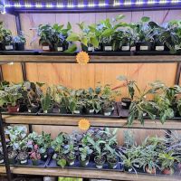 Jay's Exotic Reptiles & Plants ico
