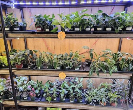 Jay's Exotic Reptiles & Plants