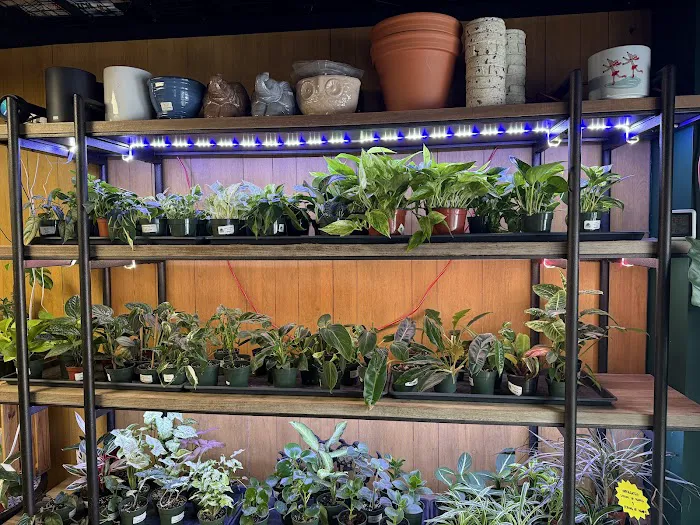 Jay's Exotic Reptiles & Plants Picture 10