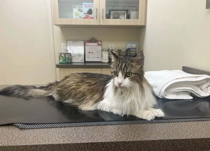 Animal Hospital of Irvine Picture 1