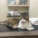 Animal Hospital of Irvine