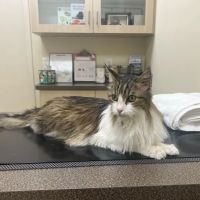 Animal Hospital of Irvine ico