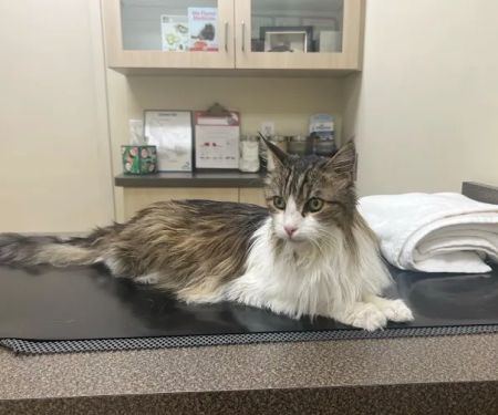 Animal Hospital of Irvine