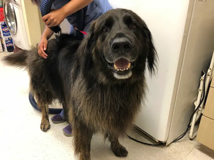 Animal Hospital of Irvine Picture 3