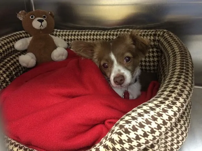 Animal Hospital of Irvine Picture 9