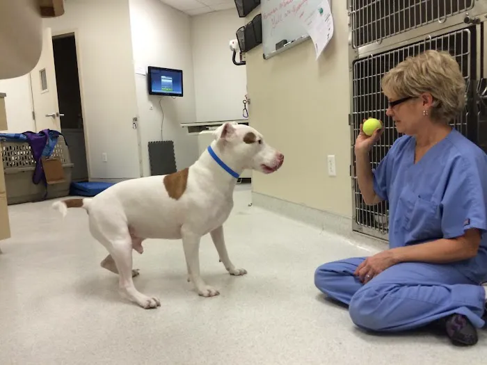 Animal Hospital of Irvine Picture 10