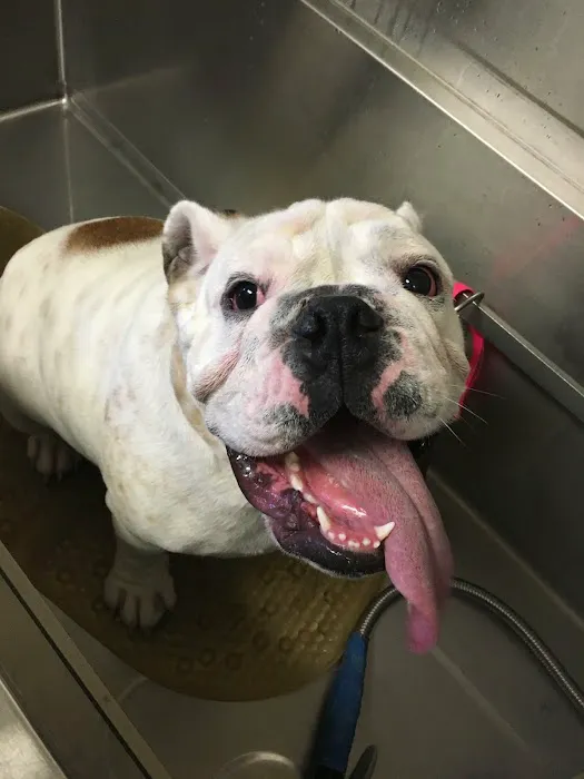 Animal Hospital of Irvine Picture 4